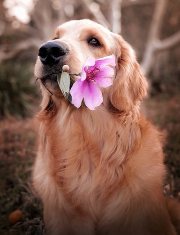 screenshot of Beloved Pet Software